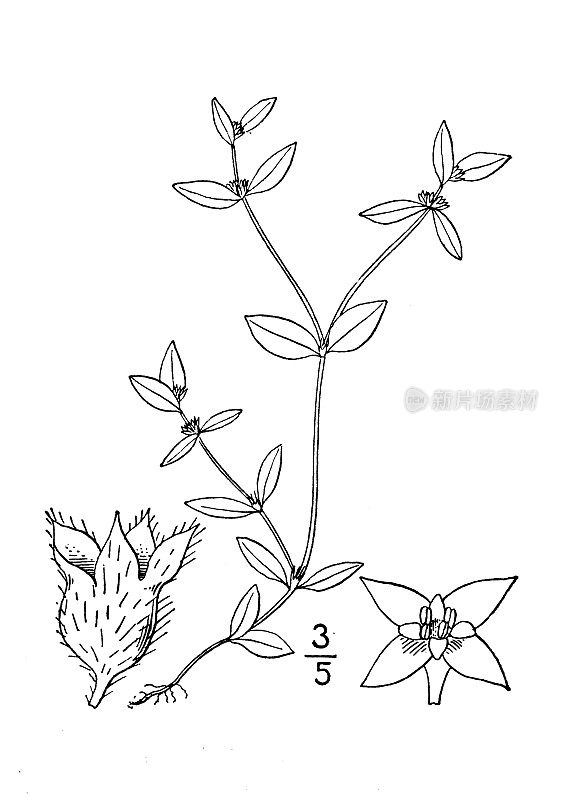 古植物学植物插图:Oldenlandia uniflora, Clustered bluets